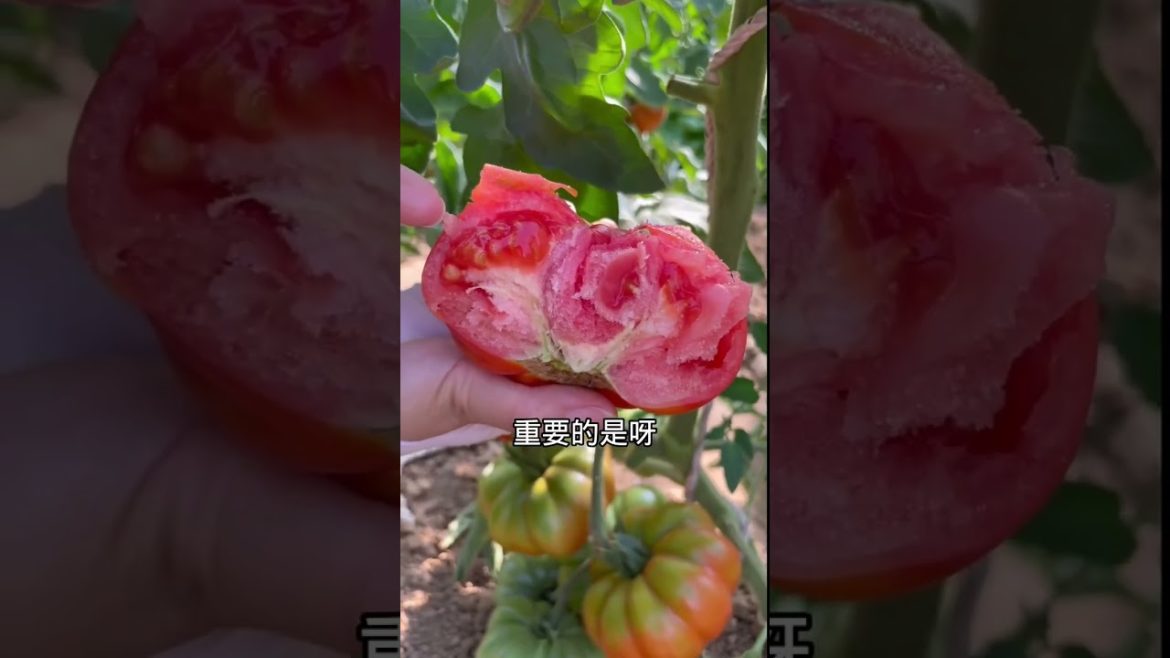 how to growth vegetable /gardening ideas for home how to growth vegetable /gardening ideas for home