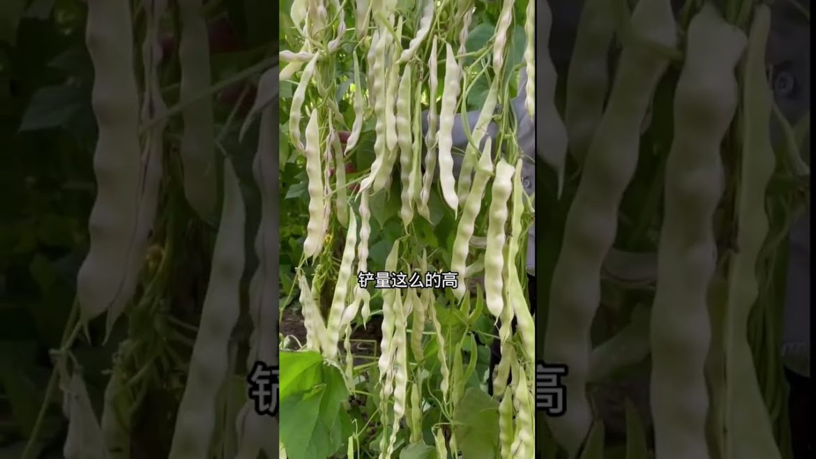 how to growth vegetable /gardening ideas for home how to growth vegetable /gardening ideas for home