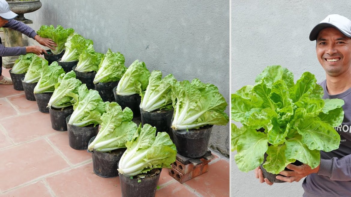 Tips to growing large chinese cabbage is as fast as blowing, very easy for beginners Tips to growing large chinese cabbage is as fast as blowing, very easy for beginners