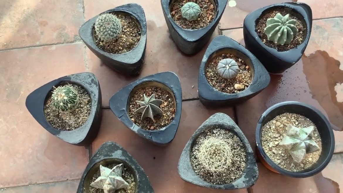 || SMALL COLLECTION OF CACTI AND ASTROPHYTUM || || SMALL COLLECTION OF CACTI AND ASTROPHYTUM ||