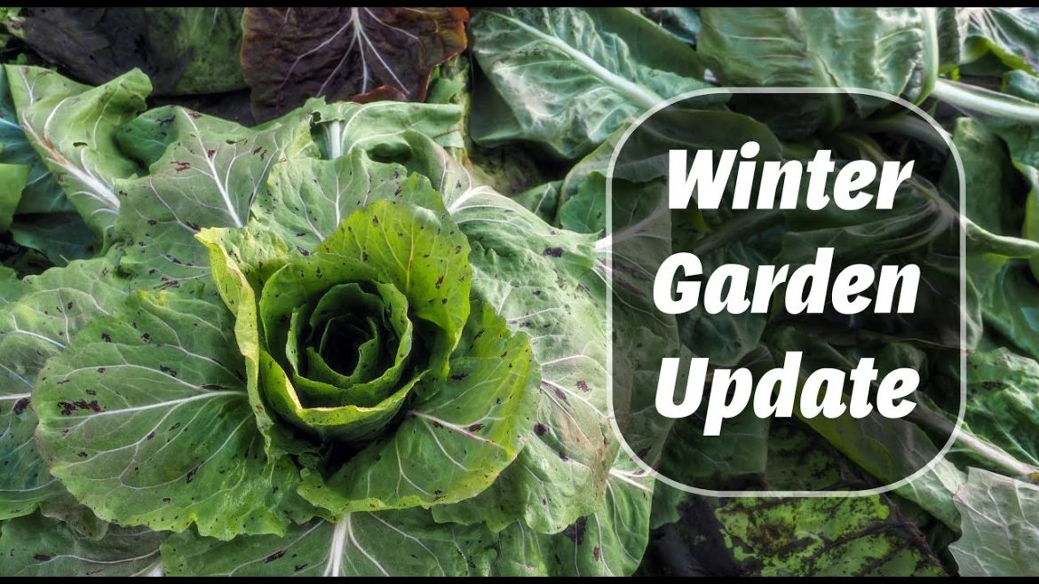 Winter Garden Update