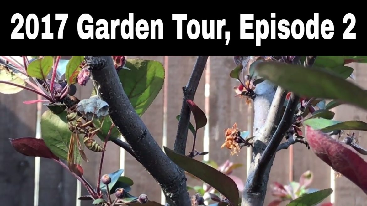 2017 Backyard Garden Tour, Episode 2