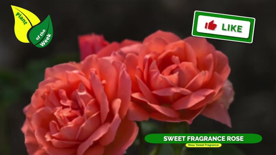 SWEET FRAGRANCE ROSE | Rosa 'Sweet Fragrance' | Shrub Rose SWEET FRAGRANCE ROSE | Rosa 'Sweet Fragrance' | Shrub Rose