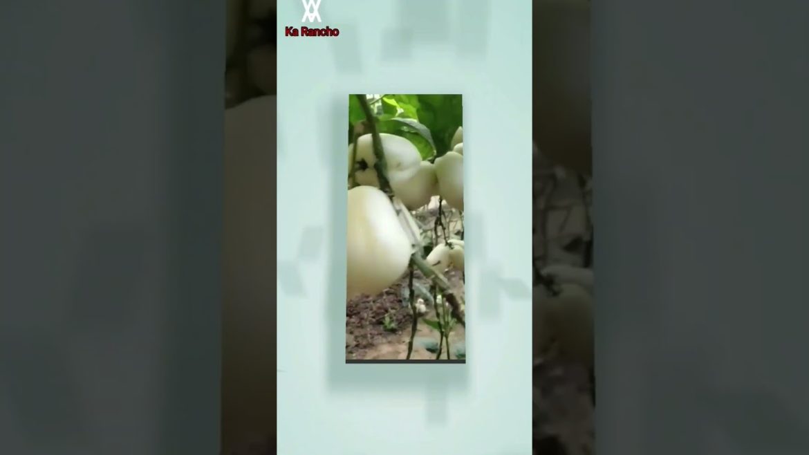 Amazing Garden 1 - Modern Agriculture Technology and Equipment
