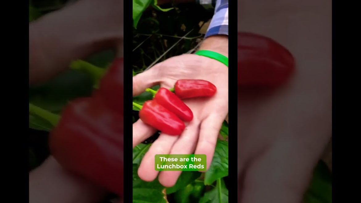 What would you do with all of these peppers? 🤯 #urbanforaging #growfoodnotlawns