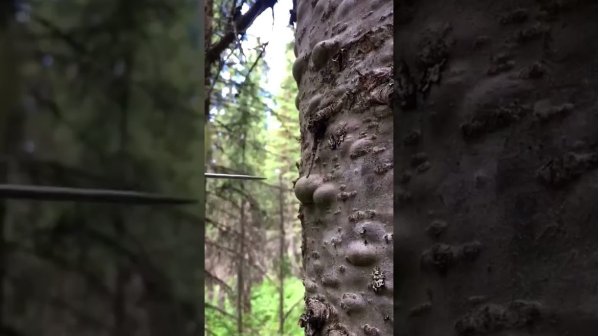 Balsam Fir Resin Harvest #Short #Garden #gardening #gardeningideas #gardeningtips