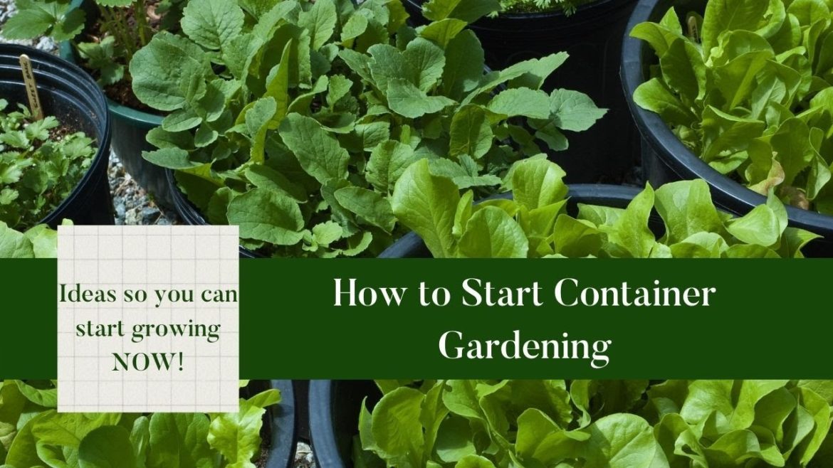 How To Start Container Gardening|Container Gardening For Beginners|Container Gardening Ideas How To Start Container Gardening|Container Gardening For Beginners|Container Gardening Ideas