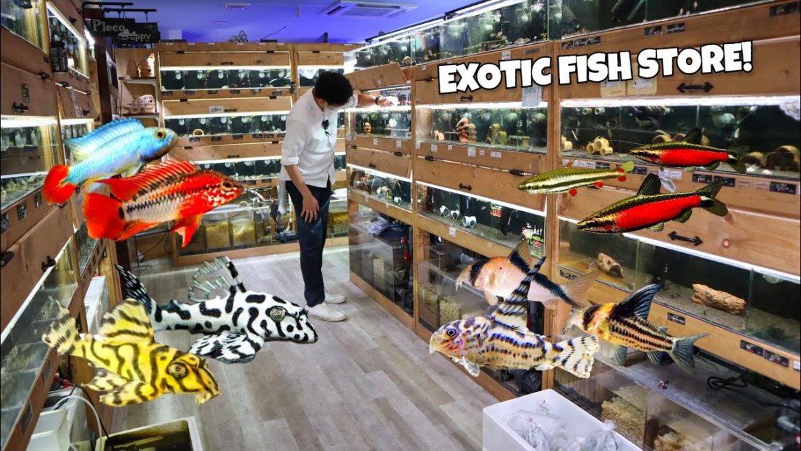 The RAREST PLECOS, CORYDORA & APISTOGRAMMA! Aquarium Tallman The RAREST PLECOS, CORYDORA & APISTOGRAMMA! Aquarium Tallman