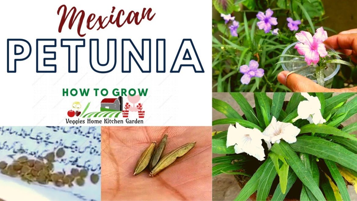 How to grow White Mexican Petunia Seeds with tips at Asim Rooftop Garden