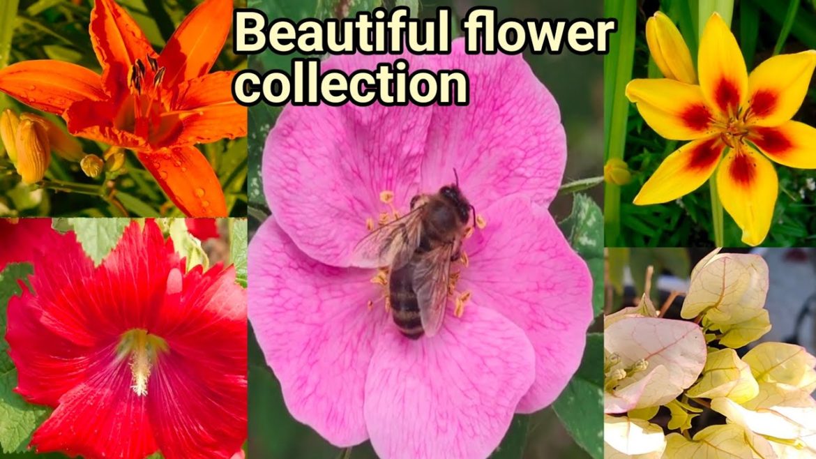 Beautiful flowers collection || Beautiful flowers || nature lover || Flowers || Natural beauty