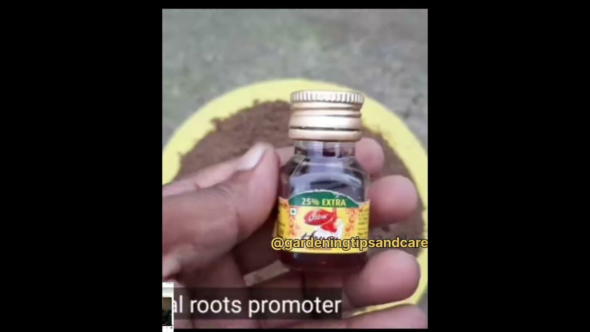 Grow Jasmin flower plant easy from cutting#gardeningtips@gardeningplusa #chrysanthemumflower