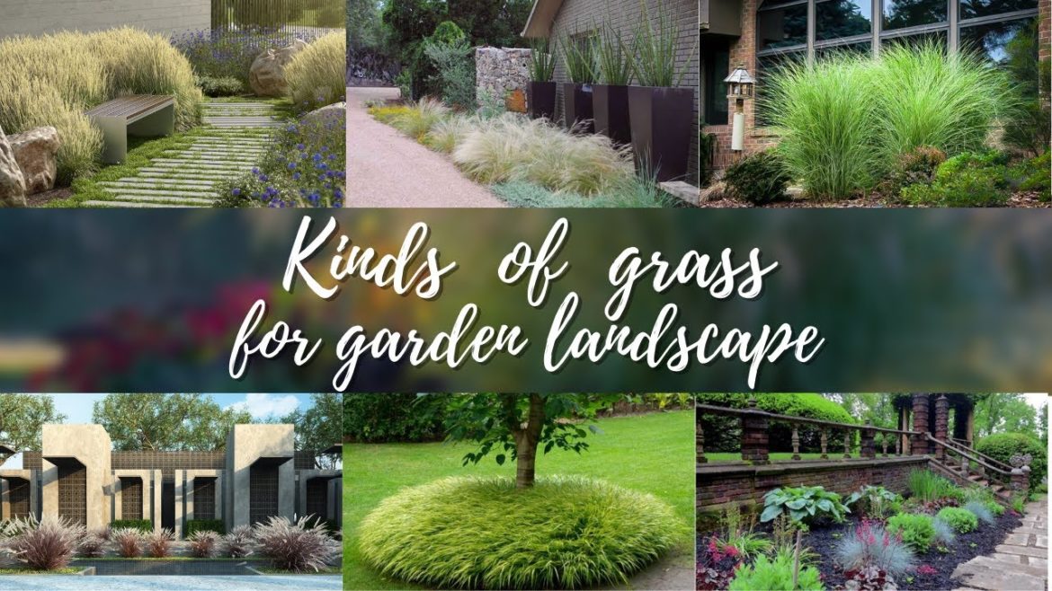 10 kinds of grass for garden landscape ideas 🏡