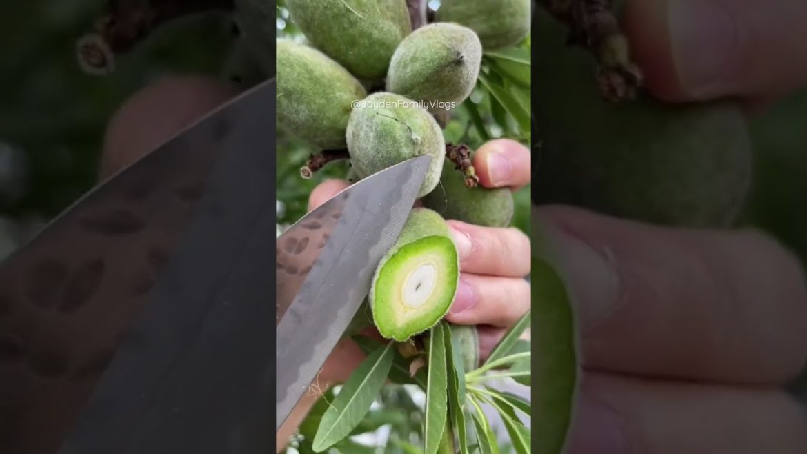 Raw ALMONDS Edible ๐#shorts #satisfying #fruitcutting #fruit #oddlysatisfying Raw ALMONDS Edible ๐#shorts #satisfying #fruitcutting #fruit #oddlysatisfying