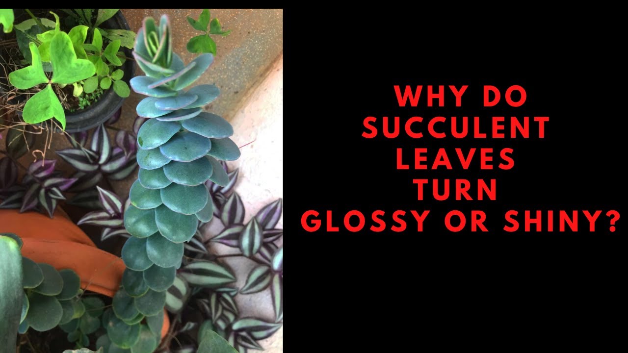  WHY DO SUCCULENT LEAVES TURN GLOSSY OR SHINY All For Gardening