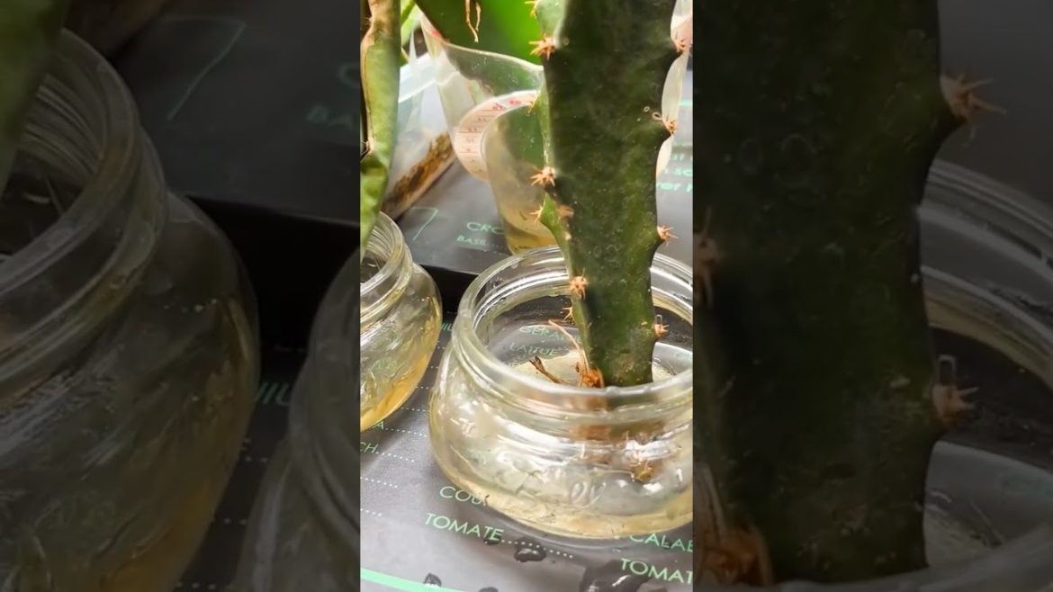 ROOTING DRAGON FRUIT IN THE WINTER WITH A GROW LIGHT ROOTING DRAGON FRUIT IN THE WINTER WITH A GROW LIGHT