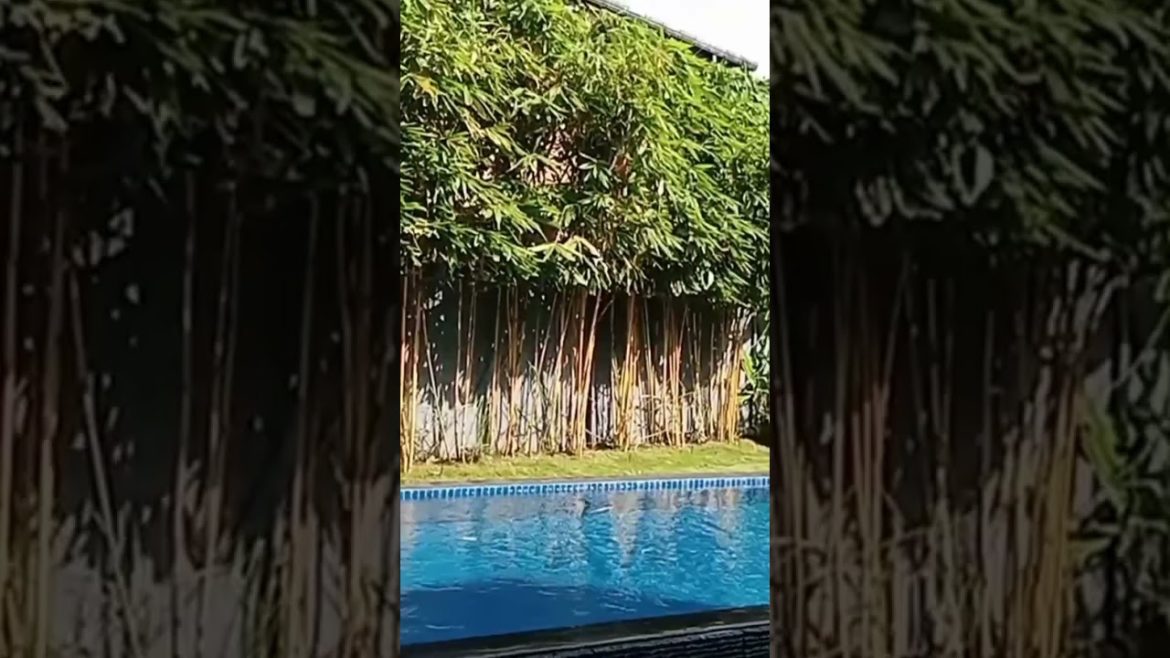 professional landscaping