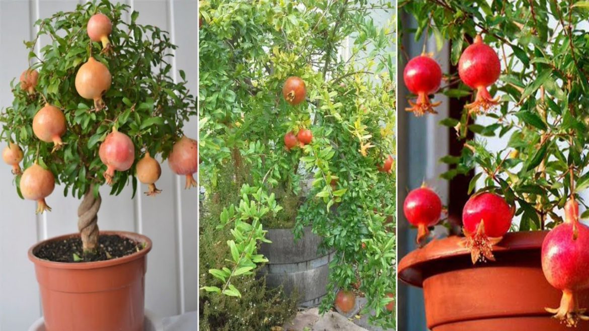 Harvesting pomegranate in terrace garden!! Pomegranate grow in pots!! pomegranate care tips!!