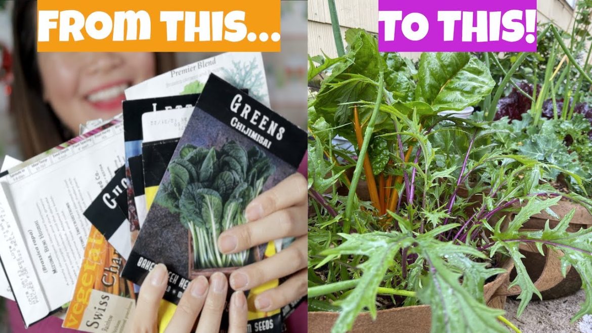 Urban container gardening 🌱  food I grow in the winter, seed starting, new seed haul, beginner tips