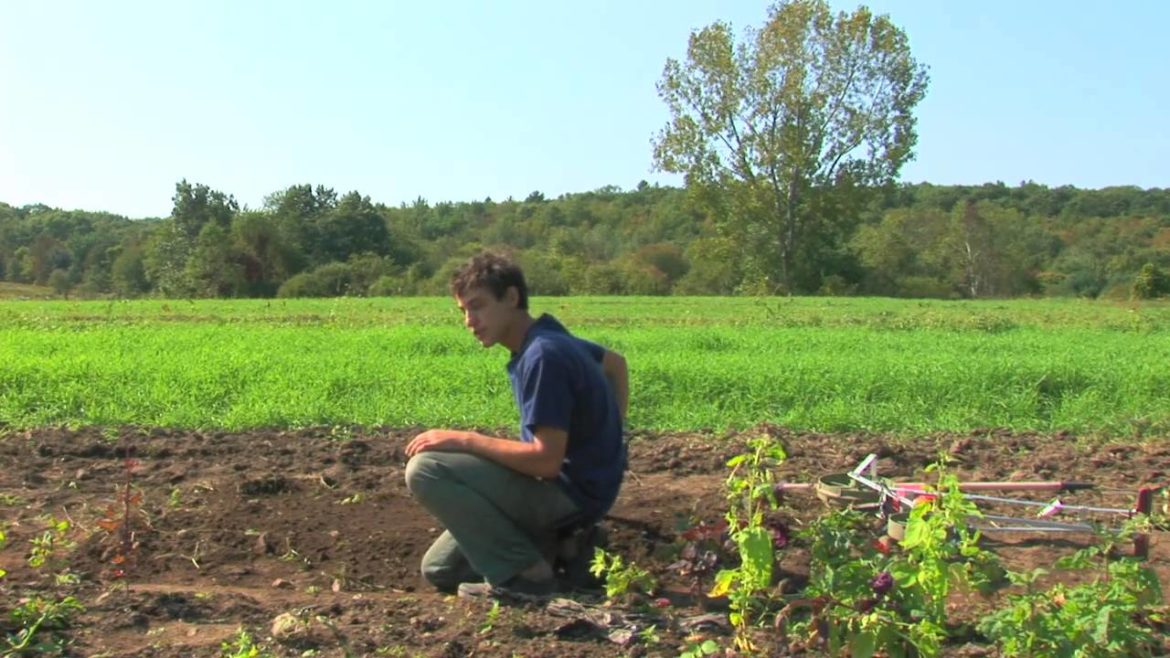 Vegetable Gardening : How to Sow Seeds Outdoors