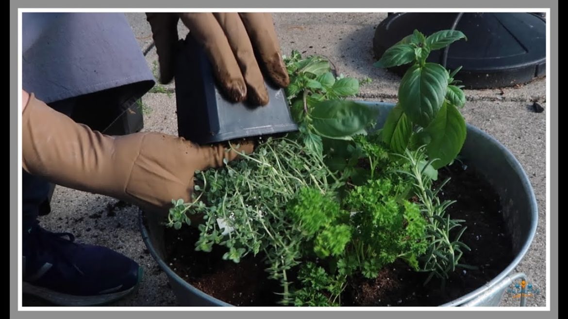 Container Garden Challenge 2021 | Let's Plant Herbs | Open Invitation