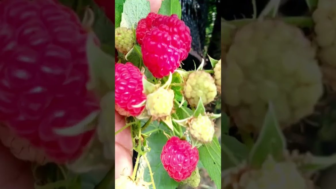 ASIAN PEOPLE'S FAVORITE BERRY PLANT/TANAMAN BERRY FAVORIT ORANG ASIA.#shorts ASIAN PEOPLE'S FAVORITE BERRY PLANT/TANAMAN BERRY FAVORIT ORANG ASIA.#shorts