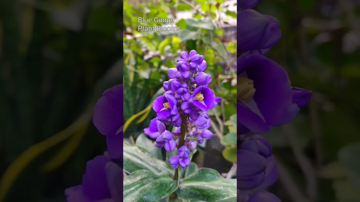 Detailed Blue Ginger plant flowers. More detailed shot. 💜🌱🌿💚 #flowers  #gardening #shorts