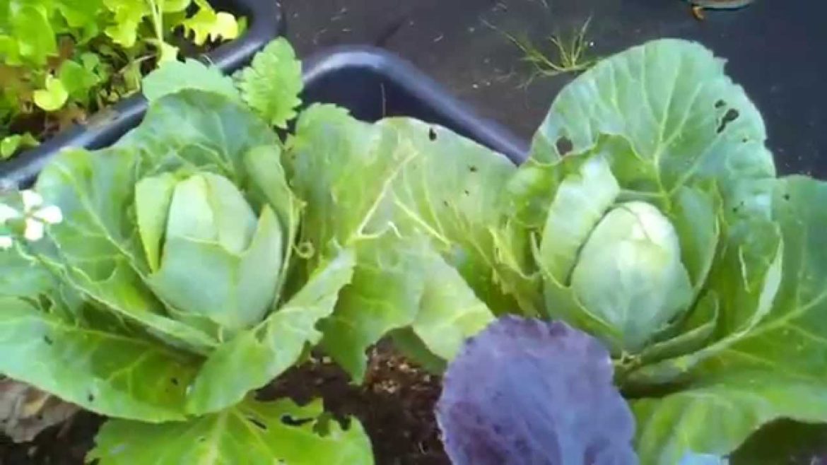 My Veggie Garden Tour - My First Year Container Garden (Part 1)