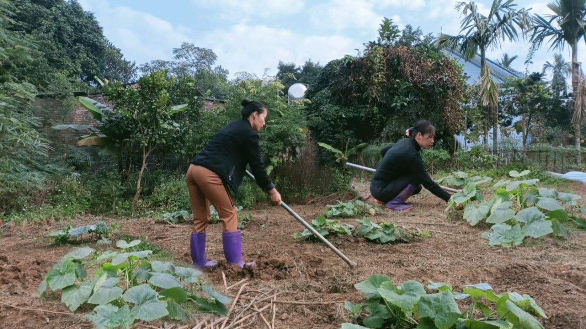 #1 Gardening, growing more potatoes and woody tomatoes, tending the vegetable garden,harvest