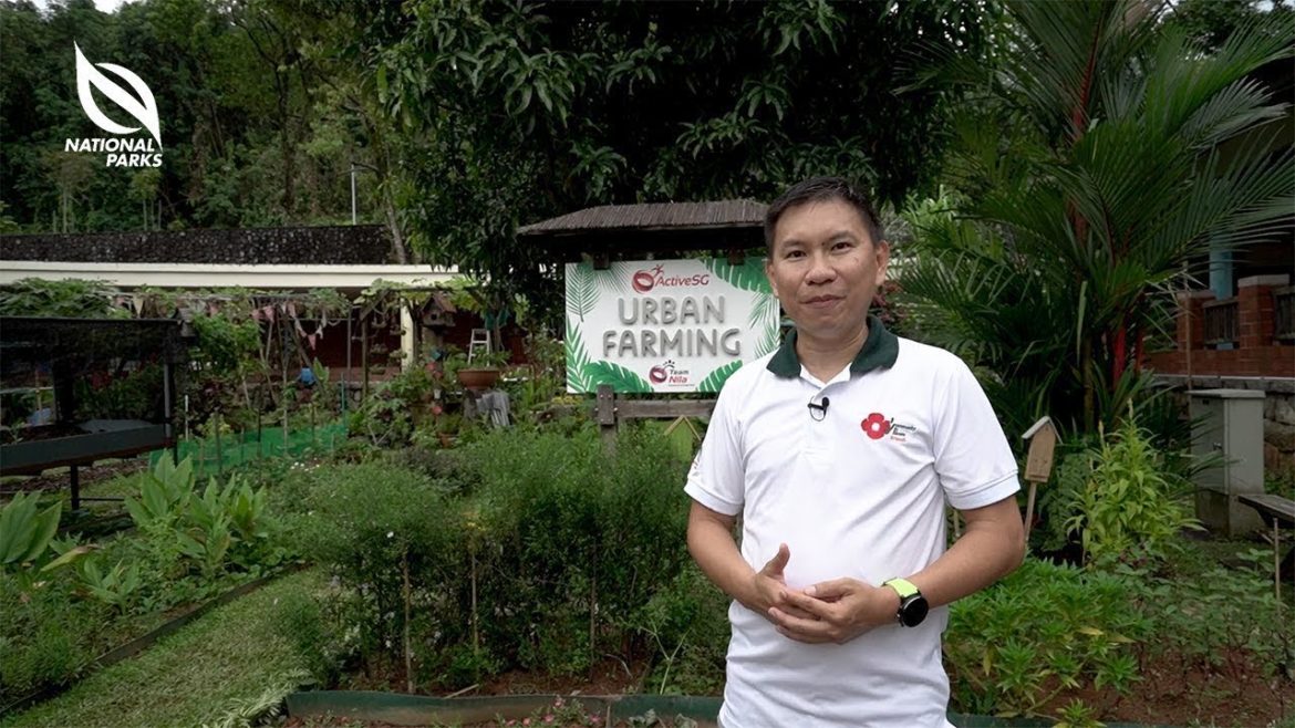 The Garden Invasion Series: ActiveSG Woodlands Sports Centre Community Garden