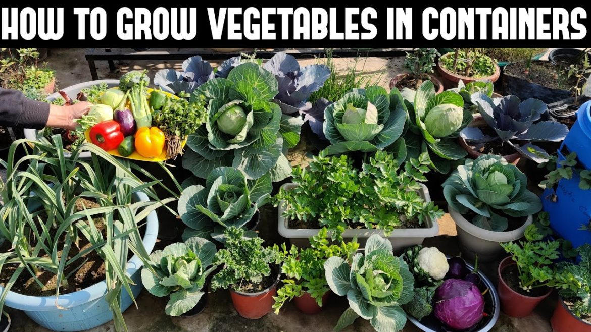 How To Grow Vegetables in Containers-FULL INFORMATION How To Grow Vegetables in Containers-FULL INFORMATION