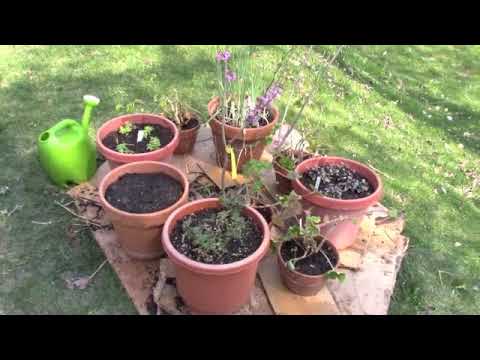 Creating a Container Garden Around my Redbud Tree Creating a Container Garden Around my Redbud Tree