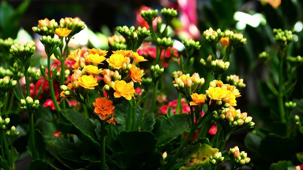 Kalanchoe Plant Care in Winter I Repotting Tips and More I Nepali Gardening Tips Kalanchoe Plant Care in Winter I Repotting Tips and More I Nepali Gardening Tips