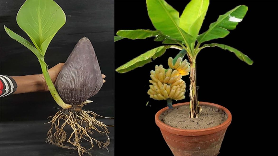 Unique skills how to grow banana flower from banana leaves banana trees are made from bananas flower
