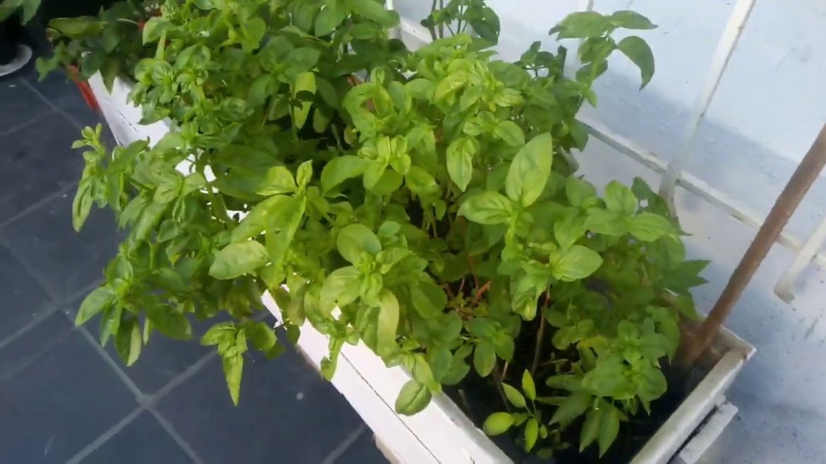 South Africa Cape Town garden pt2// container garden