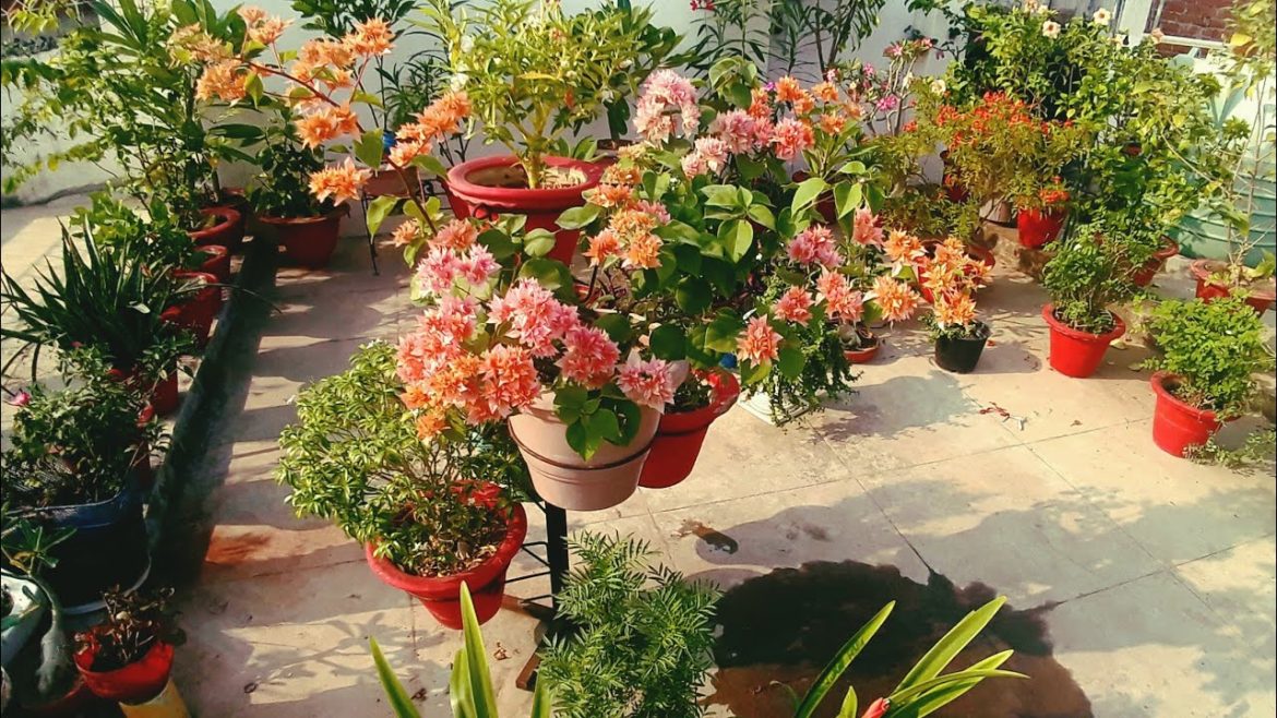 Terrace Garden Overview मेरी मेहनत का Organic Container Garden Plant Tour 25 October