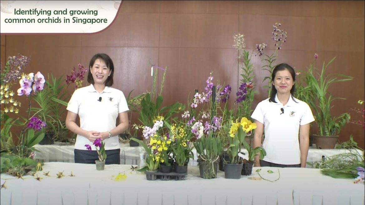 Gardening Masterclass: Identifying And Growing Common Orchids In Singapore Gardening Masterclass: Identifying And Growing Common Orchids In Singapore