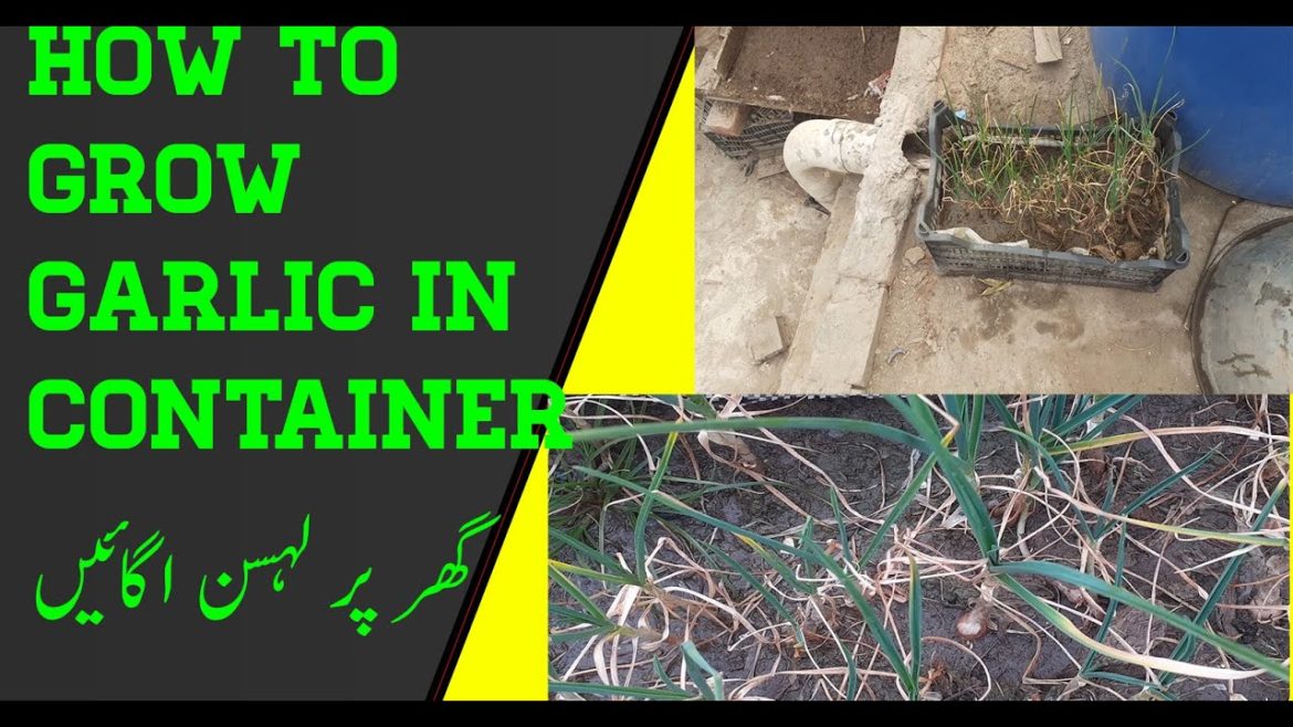 How To Grow Garlic In Container At Home | Garlic Plant Soil Composition | Urban kitchen gardening