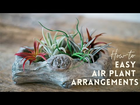 Air Plant Display Ideas | Tillandsia Gardening Tips | Indoor Gardening 🌱 Air Plant Display Ideas | Tillandsia Gardening Tips | Indoor Gardening 🌱