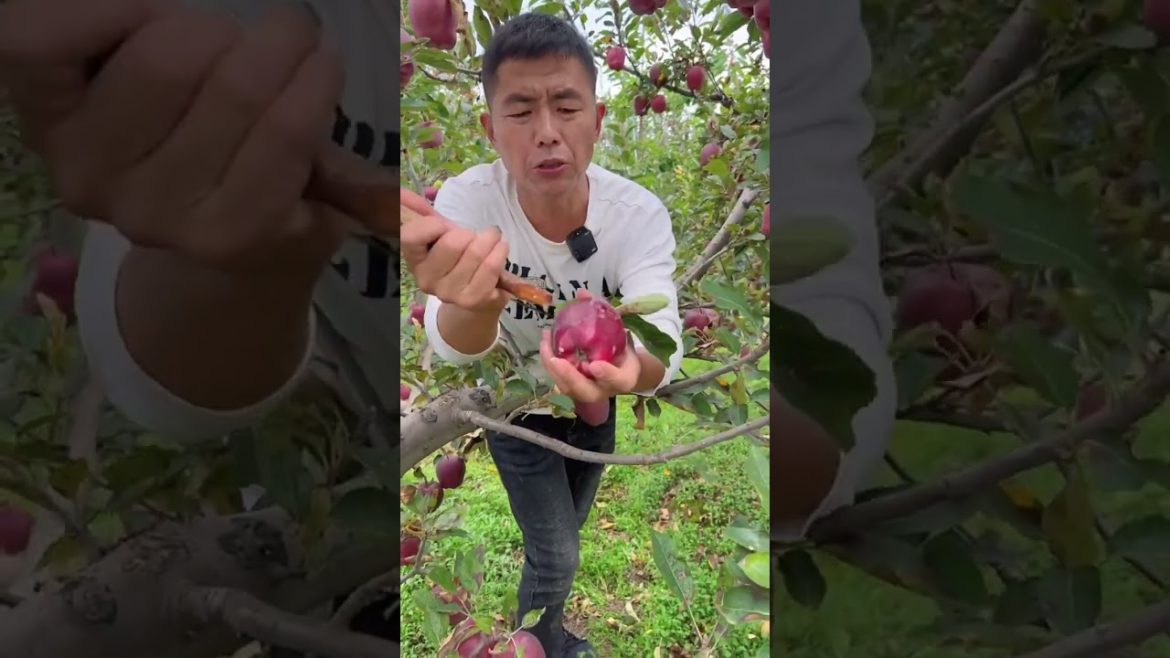 best fresh Apple fruit in the farm #shorts