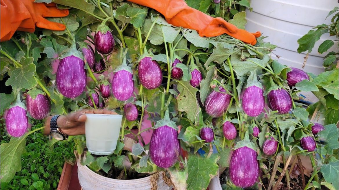 Grow Thorn Spine Brinjals (KANTA BRINJALS) in Containers From seeds in 65 days with Amazing Results