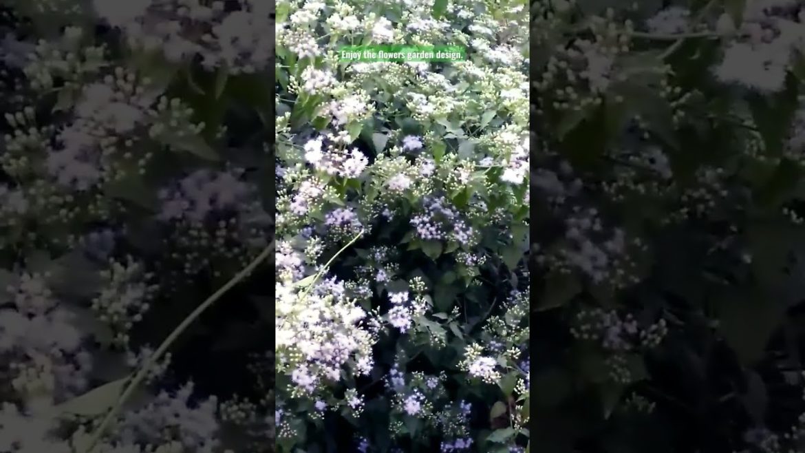 Enjoy the flowers Garden Design.#shorts  #shortsvideo #viral #shortsviral #viralvideo .