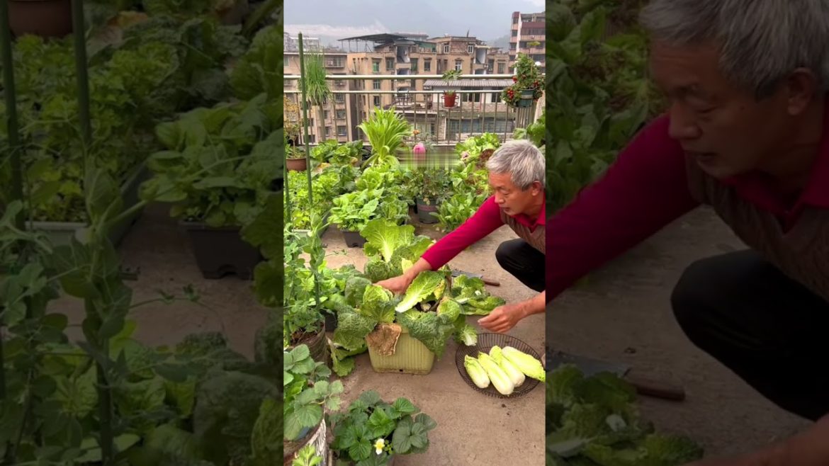 Vegetable rooftop garden harvest