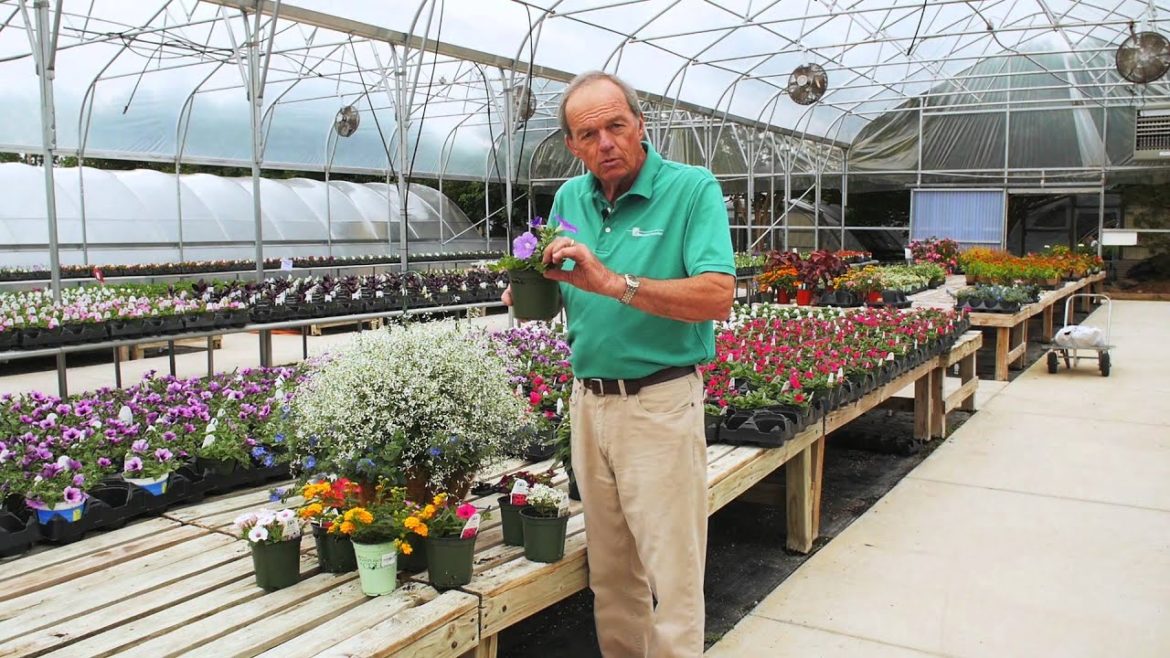 Garden Tips Summertime without Deadheading