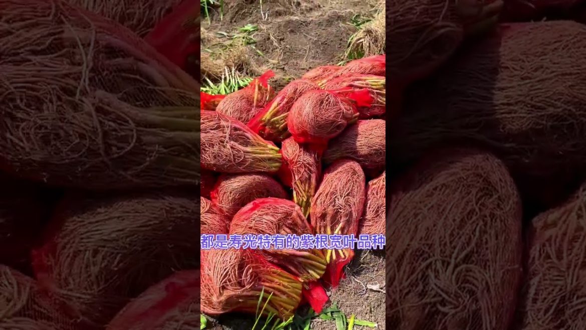 how to growth vegetable #naturalgarden how to growth vegetable #naturalgarden