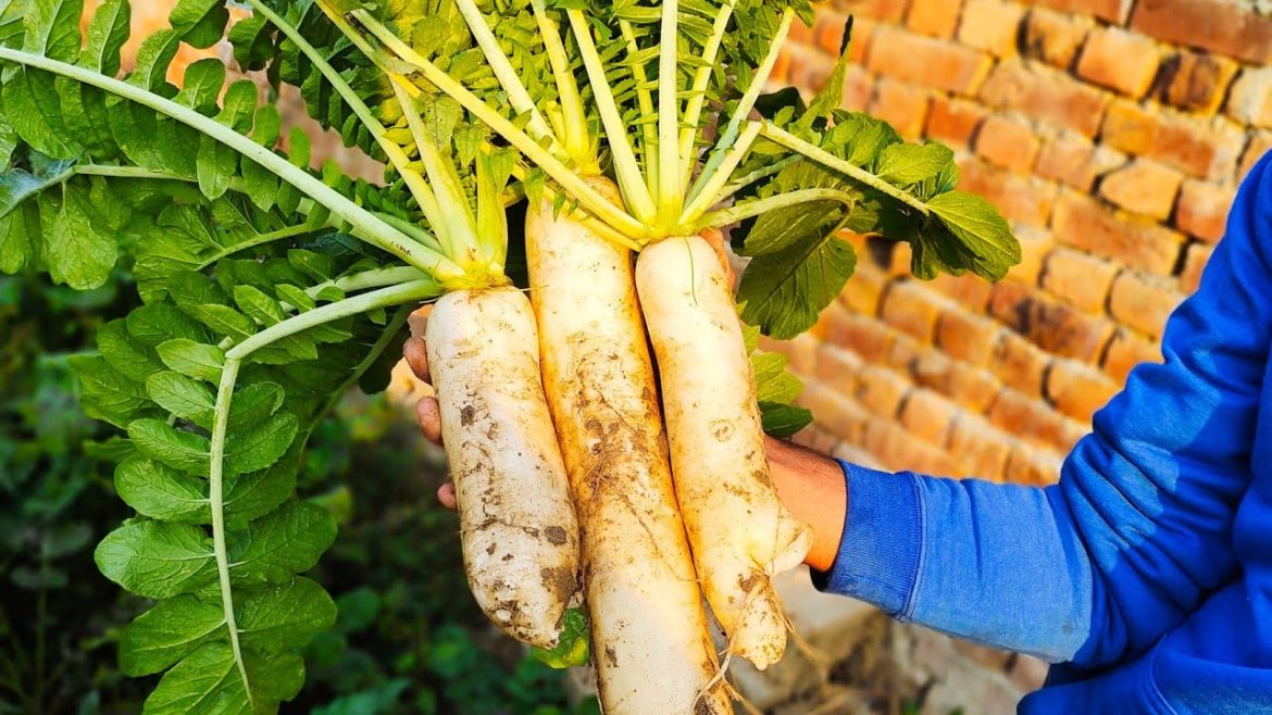 How To Grow Radish In Raise Bed Garden || Raise Bed Gardening ||Home Gardening