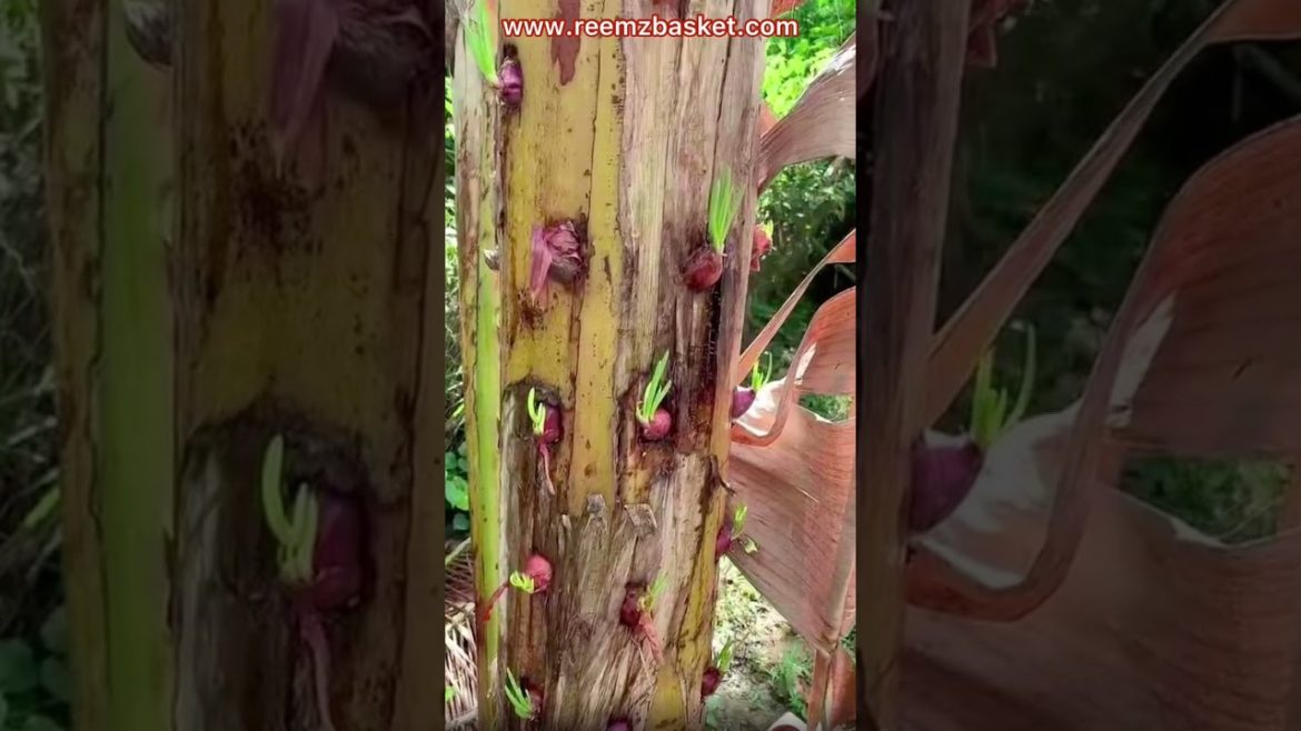 വാഴയിൽ നിന്നും ഇനി ഉള്ളിയും/ Savalakrishi /Gardeningtips വാഴയിൽ നിന്നും ഇനി ഉള്ളിയും/ Savalakrishi /Gardeningtips