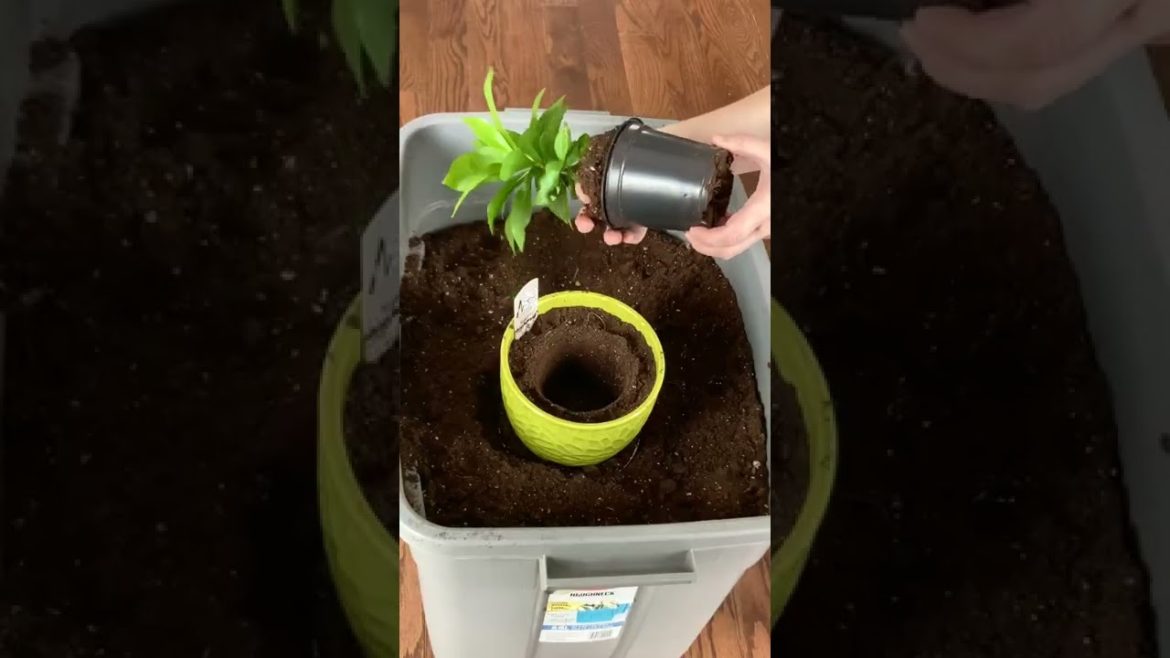 Repotting Trick | Houseplant Care | #shorts #plants #tips #gardentips #houseplants #indoorplants Repotting Trick | Houseplant Care | #shorts #plants #tips #gardentips #houseplants #indoorplants