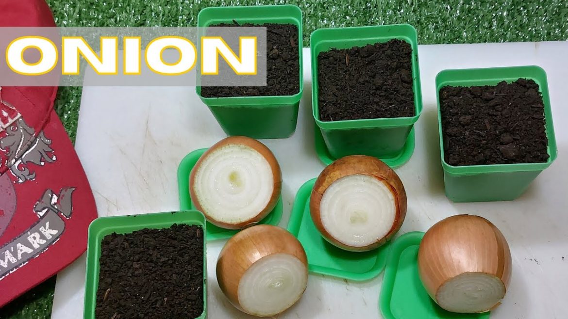 MUDAH NANAMNYA - READY DAUN BAWANG BOMBAYNYA