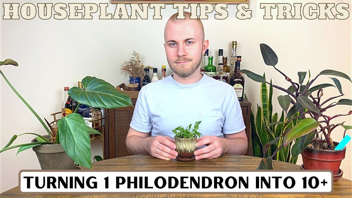 Turning One Philodendron Into 10+ | Houseplant Tips & Tricks Turning One Philodendron Into 10+ | Houseplant Tips & Tricks
