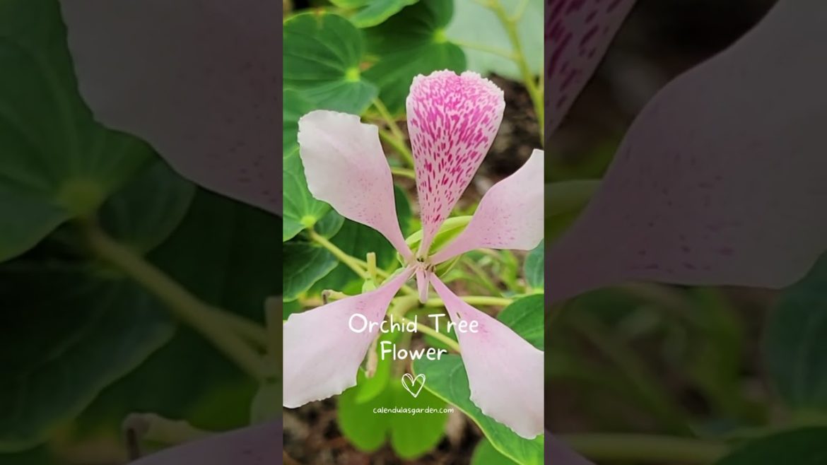 Make Your Landscape Pop with Evergreen Orchid Trees #shorts